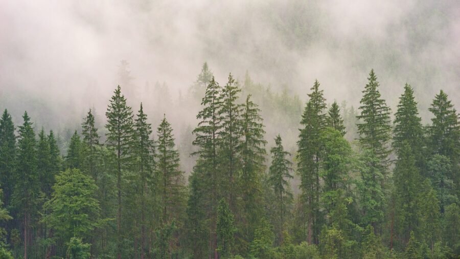 5 Important Reasons Why an Evergreen Blog is Necessary